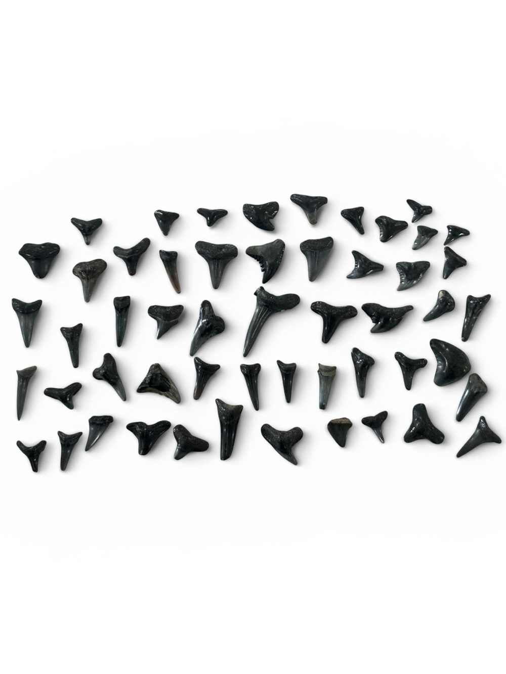 Fossilized Shark Teeth Lot of 50